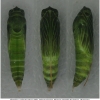 thym sylvestris pupa2 volg